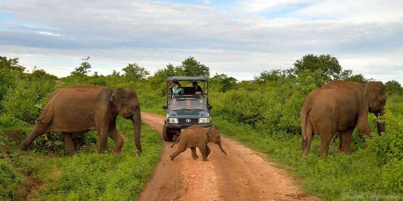 Yala: Private Safari Day Trip with Lunch & Entry Fees - Entering Yala: what the 4-hour jeep game drive actually delivers