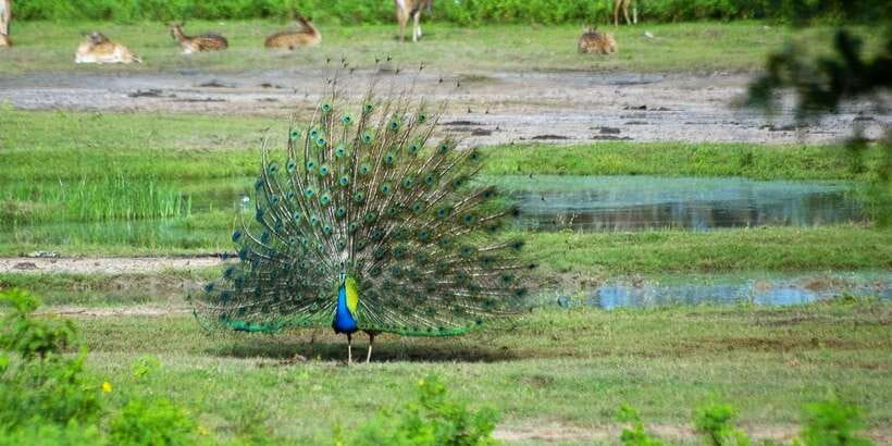 Yala: Private Safari Day Trip with Lunch & Entry Fees - Wildlife sightings: leopard luck, plus a strong second prize
