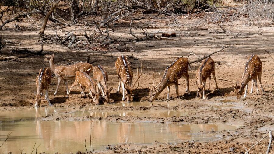 Yala: Private Safari Day Trip with Lunch & Entry Fees - What the $110 price covers, and why it feels fair