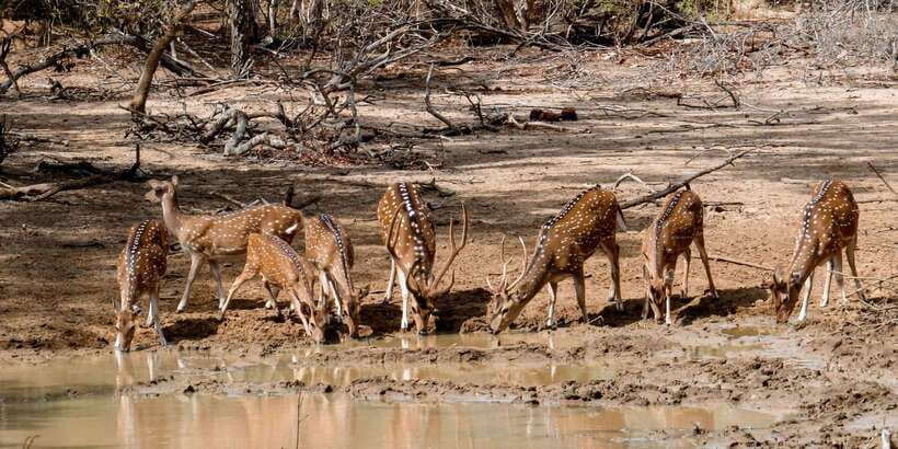 Yala: Private Safari Day Trip with Lunch & Entry Fees - How long is the day, and why that affects comfort