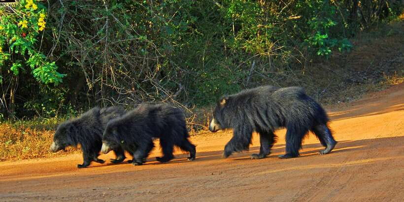 Yala: Private Safari Day Trip with Lunch & Entry Fees - Morning vs evening safari: the timing is part of the game
