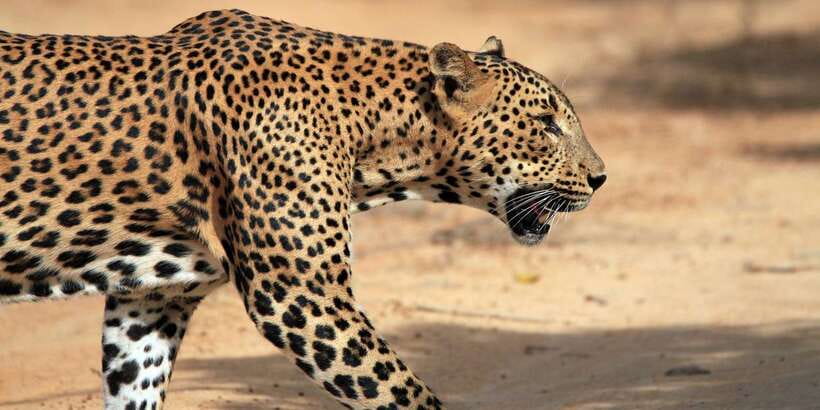Yala Safari All-Inclusive Package with Convenient Pick Up - Key Points at a Glance