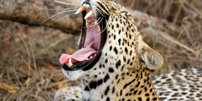 Yala Safari All-Inclusive Package with Convenient Pick Up - Yala National Park, the Jeep Safari Way (What You’re Really Buying)