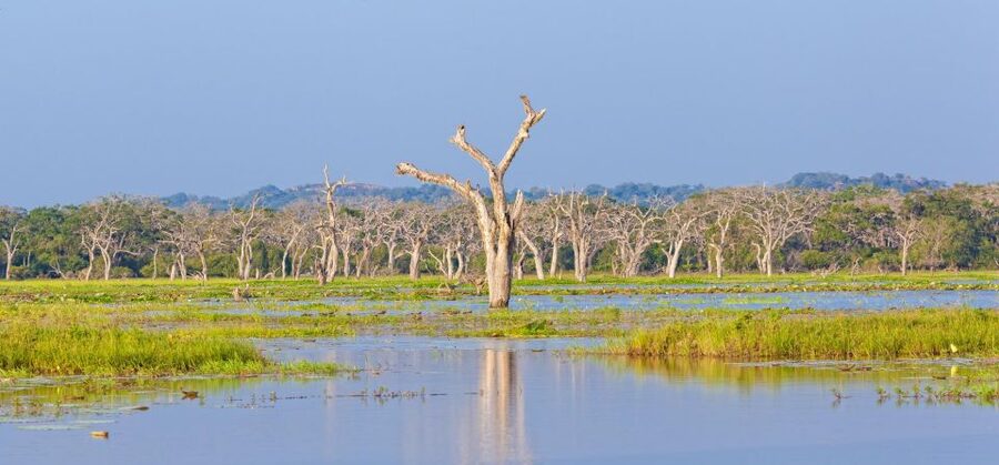 Yala Safari All-Inclusive Package with Convenient Pick Up - The Safari Jeep Experience: Soft-Top Comfort and Real Viewing